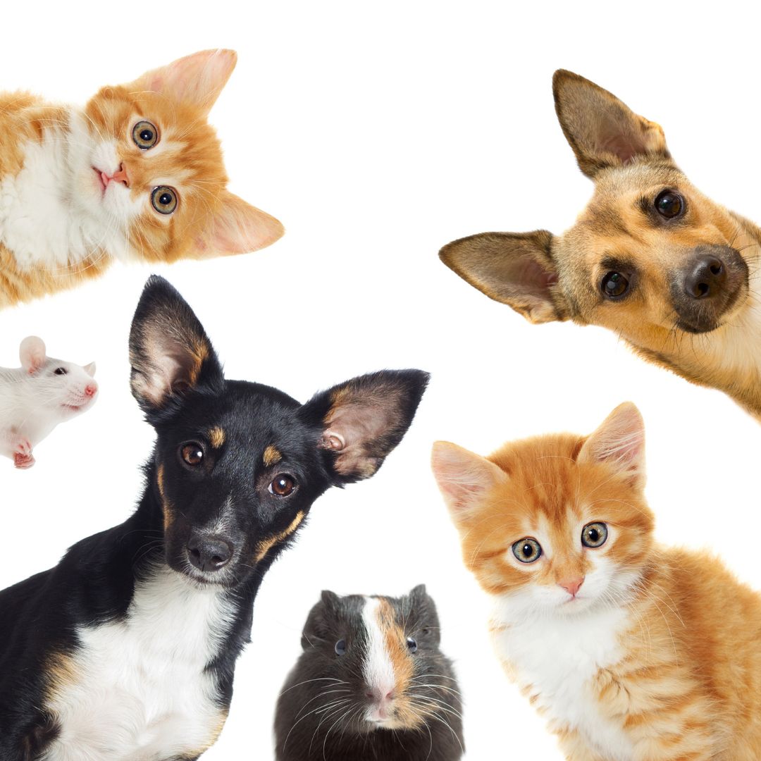 Întreținere animale